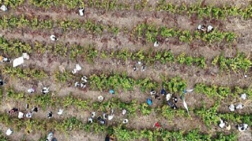 Coğrafik İşaretli Ada Karası Üzüm Hasadı Gerçekleşti