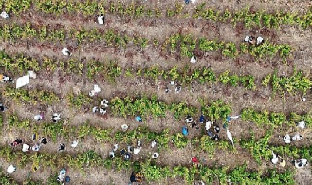 Coğrafik İşaretli Ada Karası Üzüm Hasadı Gerçekleşti