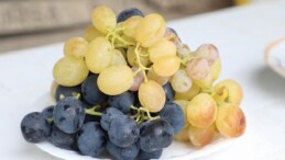 İnegöl Belediyesi’nden Çiftçiye Üzüm Hasadını Kolaylaştıran Dayanak