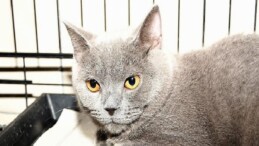 Kemer Belediyesi can dostlarımızın yanında