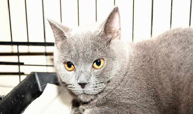 Kemer Belediyesi can dostlarımızın yanında