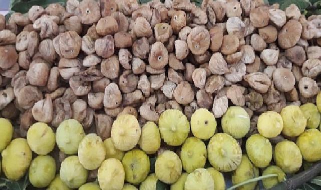 Kuru incirin ihracat seyahati 15 Ekim’de başlayacak