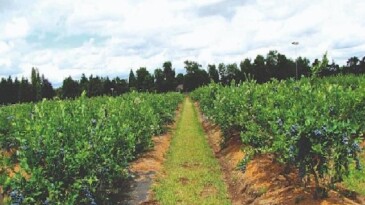 Maviyemiş ihracatından 4,2 milyon dolarlık çıkar