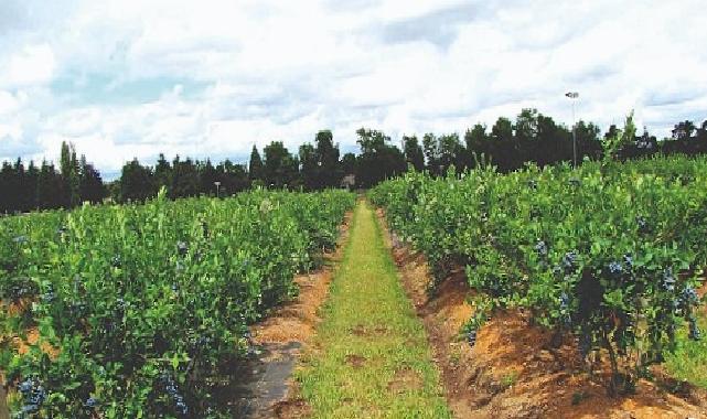 Maviyemiş ihracatından 4,2 milyon dolarlık çıkar