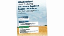 Milas Belediyesi’nden Üreticilere Karakılçık Buğday Tohumu Dayanağı