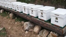 OGM: Odun dışı orman eserlerinden iktisada 12 milyar TL katkı