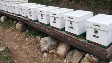 OGM: Odun dışı orman eserlerinden iktisada 12 milyar TL katkı