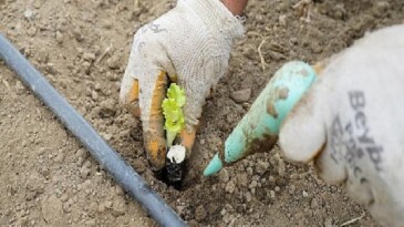 Ömür Bahçesi’nde kışlık fideler toprakla buluştu