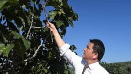 Osmangazi’den dünyaya açılan lezzet “Bursa Siyah İnciri”