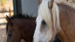 Pako’da bakılan binek hayvanlar sahiplendiriliyor