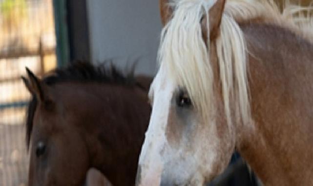 Pako’da bakılan binek hayvanlar sahiplendiriliyor