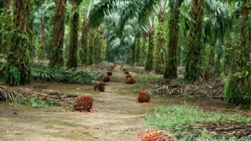 Sürdürülebilir Palm Yağı “Az Alanda Çok Üretim” Yaklaşımıyla Çevreci Bir Tahlil Sunuyor