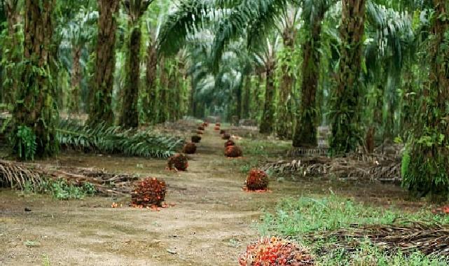 Sürdürülebilir Palm Yağı “Az Alanda Çok Üretim” Yaklaşımıyla Çevreci Bir Tahlil Sunuyor