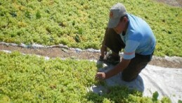 Türkiye, çekirdeksiz kuru üzümde 2024/25 dönemini enlerde yaşadı