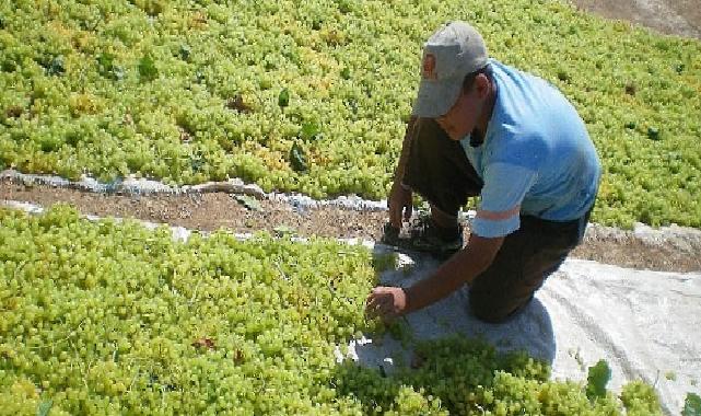 Türkiye, çekirdeksiz kuru üzümde 2024/25 dönemini enlerde yaşadı