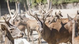 Uygunlaşan kızıl geyik Paşa yeni yuvasında