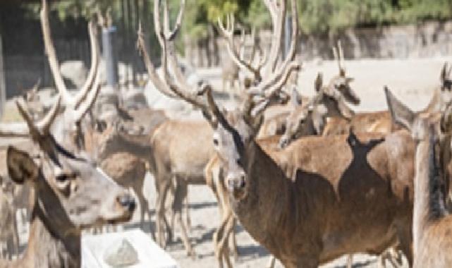 Uygunlaşan kızıl geyik Paşa yeni yuvasında