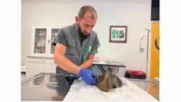 Yorgun ördeğin yardımına Büyükşehir yetişti