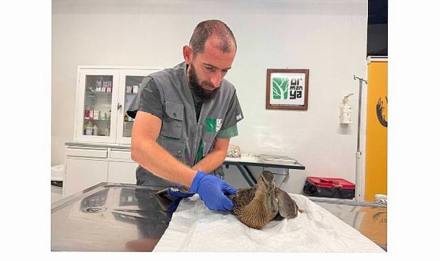 Yorgun ördeğin yardımına Büyükşehir yetişti