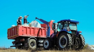 1.140 dekarlık alanda biberiye vakti