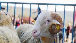 Aliağa Belediyesi’nden Üreticiye Yeni Destek: Damızlık Koyun Dağıtımında İkinci Etap Başlıyor