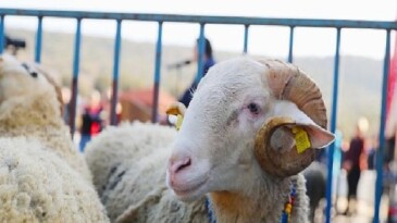 Aliağa Belediyesi’nden Üreticiye Yeni Destek: Damızlık Koyun Dağıtımında İkinci Etap Başlıyor