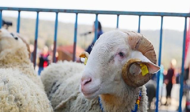 Aliağa Belediyesi’nden Üreticiye Yeni Destek: Damızlık Koyun Dağıtımında İkinci Etap Başlıyor
