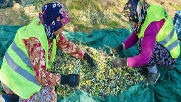 Burhaniye’de Zeytin Hasadı Başladı