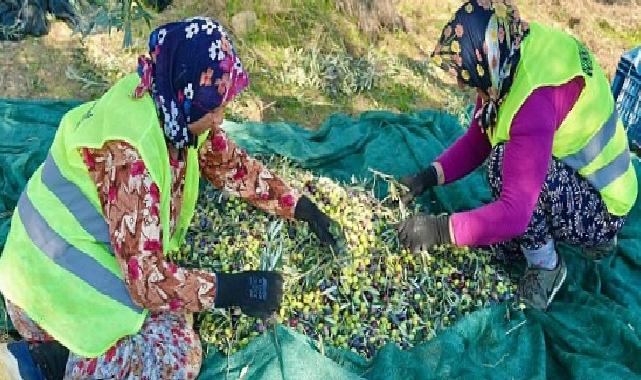 Burhaniye’de Zeytin Hasadı Başladı