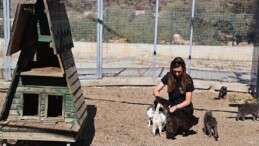 Büyükşehir patili dostları sahipsiz bırakmıyor