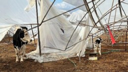 Büyükşehir yağış ve fırtınadan ziyan gören üreticinin yanında