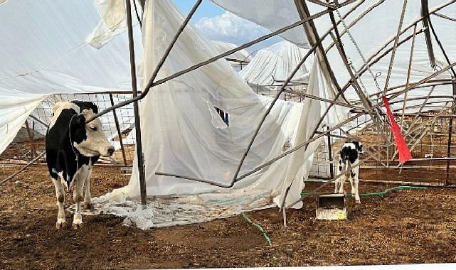 Büyükşehir yağış ve fırtınadan ziyan gören üreticinin yanında