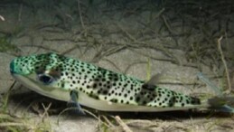 Ege Üniversitesinden istilacı tiplere karşı yapay zeka dayanaklı uluslararası bilimsel iş birliği