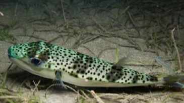 Ege Üniversitesinden istilacı tiplere karşı yapay zeka dayanaklı uluslararası bilimsel iş birliği