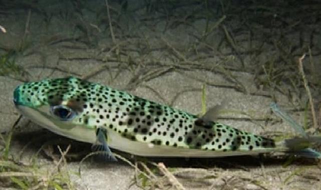 Ege Üniversitesinden istilacı tiplere karşı yapay zeka dayanaklı uluslararası bilimsel iş birliği