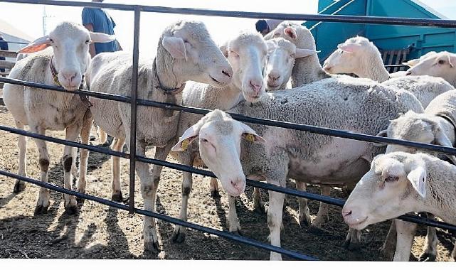 İnegöl Belediyesi İle İlçeler Ortası “Tarım Ve Hayvancılıkta Güç Birliği”