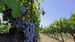 İzmir bağcılık mirasını koruyan Iter Vitis Rotası’na katıldı