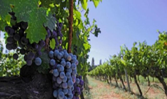 İzmir bağcılık mirasını koruyan Iter Vitis Rotası’na katıldı