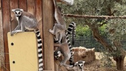 İzmir Doğal Hayat Parkı’nda Davranış Zenginleştirme Atölyesi