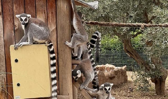İzmir Doğal Hayat Parkı’nda Davranış Zenginleştirme Atölyesi