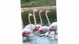 İzmit Körfezi’nde pembe flamingoların dansı