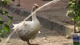 Kadıköy’ün Maskotu Rodi Yine Çarşı’da