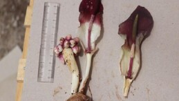 “Karaman yılanpancarı” bilim dünyasına tanıtıldı