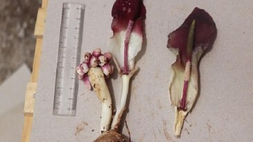 “Karaman yılanpancarı” bilim dünyasına tanıtıldı