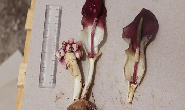 “Karaman yılanpancarı” bilim dünyasına tanıtıldı