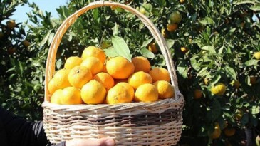 Satsuma mandalinanın ihracat seyahati 17 Ekim’de başlıyor