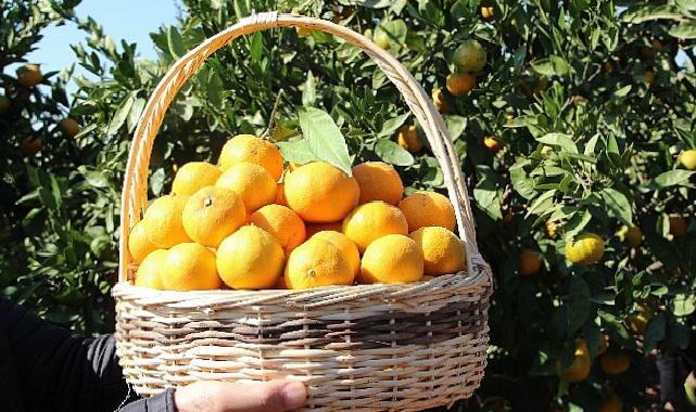 Satsuma mandalinanın ihracat seyahati 17 Ekim’de başlıyor