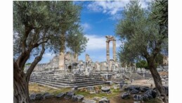 26 Kasım Dünya Zeytin Ağacı Günü’nde Didim Belediyesi’nden Manalı İleti