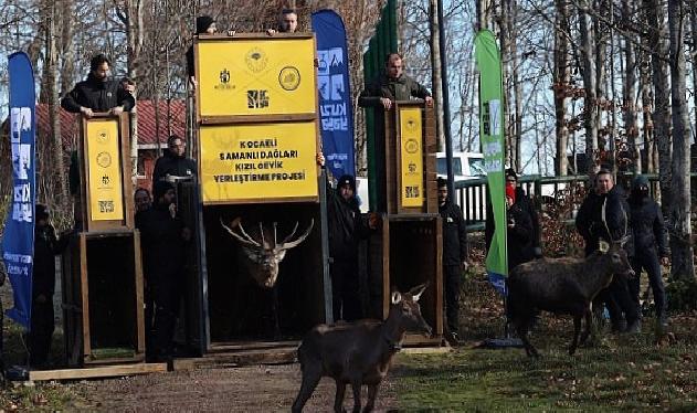 8 kızıl geyik daha Kuzuyayla’da tabiata salındı