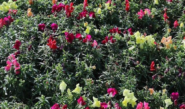 Antalya’da 4 milyon çiçek toprakla buluşuyor